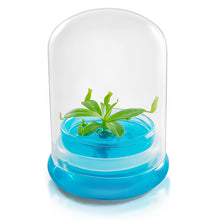 Load image into Gallery viewer, Miniature Pitcher Plant Terrarium, Nepenthes Tobaica, Hairy Pitfall Traps, Carnivorous Species - Orchid Gene