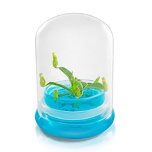 Load image into Gallery viewer, Miniature Pitcher Plant Terrarium, Nepenthes Tobaica, Hairy Pitfall Traps, Carnivorous Species - Orchid Gene
