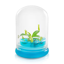 Load image into Gallery viewer, Miniature Pitcher Plant Terrarium, Nepenthes Tobaica, Hairy Pitfall Traps, Carnivorous Species - Orchid Gene