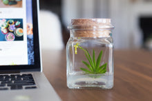 Load image into Gallery viewer, Live Miniature Orchid Terrarium, Psygmorchis Pusilla, Signature Product - Orchid Gene