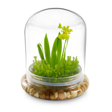 Load image into Gallery viewer, Everlasting Orchid Terrarium with Sundew Moss - Psygmorchis Pusilla – Self growing, Maintenance free, Unique Gift. - Orchid Gene