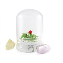 Load image into Gallery viewer, Zero Care Rose, Flower Terrarium, For Your Lovely One - Orchid Gene