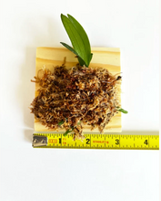 Load image into Gallery viewer, Phalaenopsis Liu's Berry 'Trinitiy', 3 lips Phal - Orchid Gene