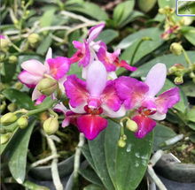 Load image into Gallery viewer, Phalaenopsis Liu's Berry 'Trinitiy', 3 lips Phal - Orchid Gene