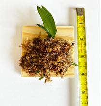 Load image into Gallery viewer, Phalaenopsis Liu's Berry 'Trinitiy', 3 lips Phal - Orchid Gene