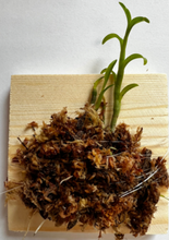Load image into Gallery viewer, Dendrobium trantuanii - Orchid Gene