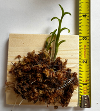 Load image into Gallery viewer, Dendrobium trantuanii - Orchid Gene