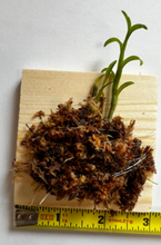 Load image into Gallery viewer, Dendrobium trantuanii - Orchid Gene