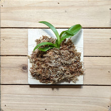 Load image into Gallery viewer, Sophronitis Wittigiana, Wittig's Sophronitis, Pink Flower Orchid - Orchid Gene