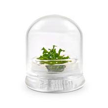 Load image into Gallery viewer, Sundew (Drosera spatulata), Carnivorous Terrarium, Spoon-shaped Leaves - Orchid Gene