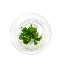 Load image into Gallery viewer, Sundew (Drosera spatulata), Carnivorous Terrarium, Spoon-shaped Leaves - Orchid Gene