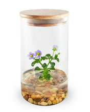 Load image into Gallery viewer, Tall Persian violet zero-care terrarium with wooden lid and Terra Gel
