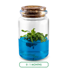 Load image into Gallery viewer, Venus Flytrap Terrarium DIY Kit , Live VFT Terrarium, Perfect Gift for All Ages, Educational Growing Plant, Exotic US Native Plant - Orchid Gene