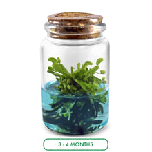 Load image into Gallery viewer, Venus Flytrap Terrarium DIY Kit , Live VFT Terrarium, Perfect Gift for All Ages, Educational Growing Plant, Exotic US Native Plant - Orchid Gene