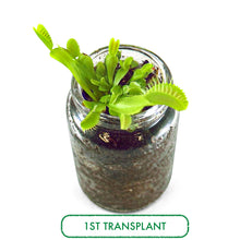 Load image into Gallery viewer, Venus Flytrap Terrarium DIY Kit , Live VFT Terrarium, Perfect Gift for All Ages, Educational Growing Plant, Exotic US Native Plant - Orchid Gene