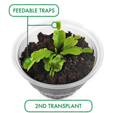 Load image into Gallery viewer, Venus Flytrap Terrarium DIY Kit , Live VFT Terrarium, Perfect Gift for All Ages, Educational Growing Plant, Exotic US Native Plant - Orchid Gene
