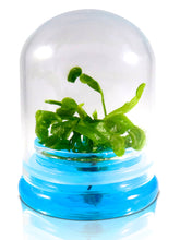 Load image into Gallery viewer, Venus Flytrap, Dionea Muscipula B52, Carnivorous Terrarium, Large Size Dome - Orchid Gene