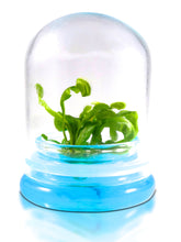 Load image into Gallery viewer, Venus Flytrap, Dionea Muscipula B52, Carnivorous Terrarium, Large Size Dome - Orchid Gene