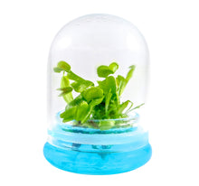 Load image into Gallery viewer, Venus Flytrap, Dionea Muscipula B52, Carnivorous Terrarium, Large Size Dome - Orchid Gene