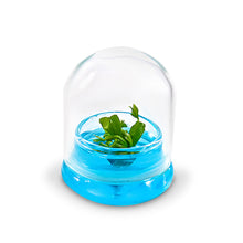 Load image into Gallery viewer, Venus Flytrap, Dionea Muscipula B52, Carnivorous Terrarium, Small Table Plant - Orchid Gene