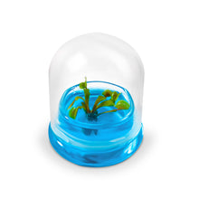 Load image into Gallery viewer, Venus Flytrap, Dionea Muscipula B52, Carnivorous Terrarium, Small Table Plant - Orchid Gene