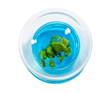 Load image into Gallery viewer, Venus Flytrap, Dionea Muscipula B52, Carnivorous Terrarium, Small Table Plant - Orchid Gene