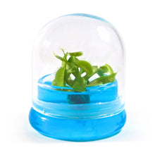 Load image into Gallery viewer, Venus Flytrap, Dionea Muscipula B52, Carnivorous Terrarium, Small Table Plant - Orchid Gene