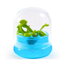 Load image into Gallery viewer, Venus Flytrap, Dionea Muscipula B52, Carnivorous Terrarium, Small Table Plant - Orchid Gene