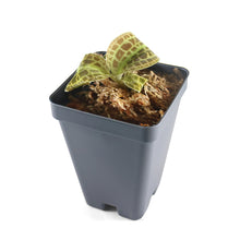 Load image into Gallery viewer, Macodes Sanderiana (Jewel Orchid), Lighting Bolt Patten (Golden Veins), Potted - Orchid Gene