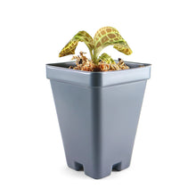 Load image into Gallery viewer, Macodes Sanderiana (Jewel Orchid), Lighting Bolt Patten (Golden Veins), Potted - Orchid Gene