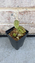 Load image into Gallery viewer, Macodes Sanderiana (Jewel Orchid), Lighting Bolt Patten (Golden Veins), Potted - Orchid Gene