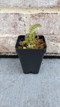 Load image into Gallery viewer, Macodes Sanderiana (Jewel Orchid), Lighting Bolt Patten (Golden Veins), Potted - Orchid Gene