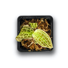 Load image into Gallery viewer, Macodes Sanderiana (Jewel Orchid), Lighting Bolt Patten (Golden Veins), Potted - Orchid Gene