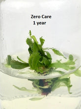 Load image into Gallery viewer, DCXL Venus Fly Trap Flytrap Terrarium -Carnivorous Plant -Dionea -Glass bottle-Indoor plants -Insects bugs-Live House Plant -Gift for him - Orchid Gene