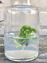 Load image into Gallery viewer, DCXL Venus Fly Trap Flytrap Terrarium -Carnivorous Plant -Dionea -Glass bottle-Indoor plants -Insects bugs-Live House Plant -Gift for him - Orchid Gene