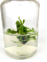 Load image into Gallery viewer, DCXL Venus Fly Trap Flytrap Terrarium -Carnivorous Plant -Dionea -Glass bottle-Indoor plants -Insects bugs-Live House Plant -Gift for him - Orchid Gene