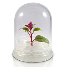 Load image into Gallery viewer, Celosia Flower Terrarium-Cockscomb-Blooming- glass jar-indoor house live plants-anniversary gift-wedding favor-bridesmaid gift-gifts for her - Orchid Gene