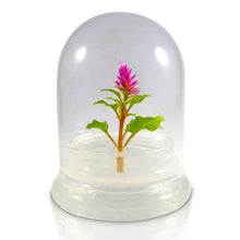 Load image into Gallery viewer, Celosia Flower Terrarium-Cockscomb-Blooming- glass jar-indoor house live plants-anniversary gift-wedding favor-bridesmaid gift-gifts for her - Orchid Gene