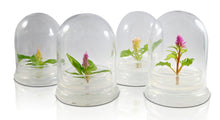Load image into Gallery viewer, Celosia Flower Terrarium-Cockscomb-Blooming- glass jar-indoor house live plants-anniversary gift-wedding favor-bridesmaid gift-gifts for her - Orchid Gene