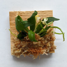 Load image into Gallery viewer, Gastrochilus Japonicus (The Yellow Pine Orchid), Bloom-ready Size, Wood Mount (30 DAYS Healthy Plant Guarantee) - Orchid Gene