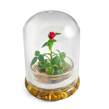 Load image into Gallery viewer, Live Rose Terrarium, Miniature Rose in Self Sustaining Glass Jar, Maintenance Free, Great Unique Gift and Home Décor, 100% Growth Guarantee - Orchid Gene