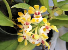 Load image into Gallery viewer, Gastrochilus Japonicus (The Yellow Pine Orchid), Bloom-ready Size, Wood Mount (30 DAYS Healthy Plant Guarantee) - Orchid Gene