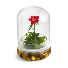Load image into Gallery viewer, Live Rose Terrarium, Miniature Rose in Self Sustaining Glass Jar, Maintenance Free, Great Unique Gift and Home Décor, 100% Growth Guarantee - Orchid Gene