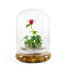 Load image into Gallery viewer, Live Rose Terrarium, Miniature Rose in Self Sustaining Glass Jar, Maintenance Free, Great Unique Gift and Home Décor, 100% Growth Guarantee - Orchid Gene