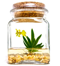 Load image into Gallery viewer, Orchid Terrarium-Miniature orchid/Glass Terrarium/Indoor Garden/Office desk/Live plants/Gift for Her/Wedding Favor/Bridesmaid/Anniversary - Orchid Gene