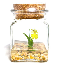 Load image into Gallery viewer, Orchid Terrarium-Miniature orchid/Glass Terrarium/Indoor Garden/Office desk/Live plants/Gift for Her/Wedding Favor/Bridesmaid/Anniversary - Orchid Gene