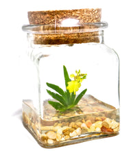 Load image into Gallery viewer, Orchid Terrarium-Miniature orchid/Glass Terrarium/Indoor Garden/Office desk/Live plants/Gift for Her/Wedding Favor/Bridesmaid/Anniversary - Orchid Gene