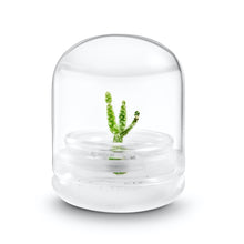 Load image into Gallery viewer, Bloomify Live Cactus Succulent Terrarium – Zero Maintenance – Opuntia microdasys – Bunny Ear Cactus with Glacier White Fuzz Areoles - Orchid Gene