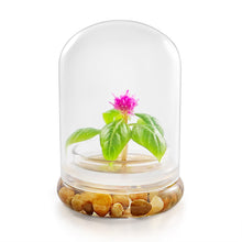 Load image into Gallery viewer, Live Celosia Flower Terrarium, Zero Care, Great for Work, Home, Unique Gift! Long Lasting - Orchid Gene