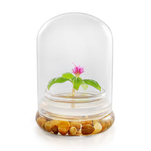 Load image into Gallery viewer, Live Celosia Flower Terrarium, Zero Care, Great for Work, Home, Unique Gift! Long Lasting - Orchid Gene